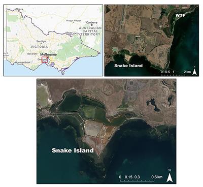 Estimating the Potential Blue Carbon Gains From Tidal Marsh Rehabilitation: A Case Study From South Eastern Australia